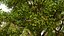 4 querce nordamericane