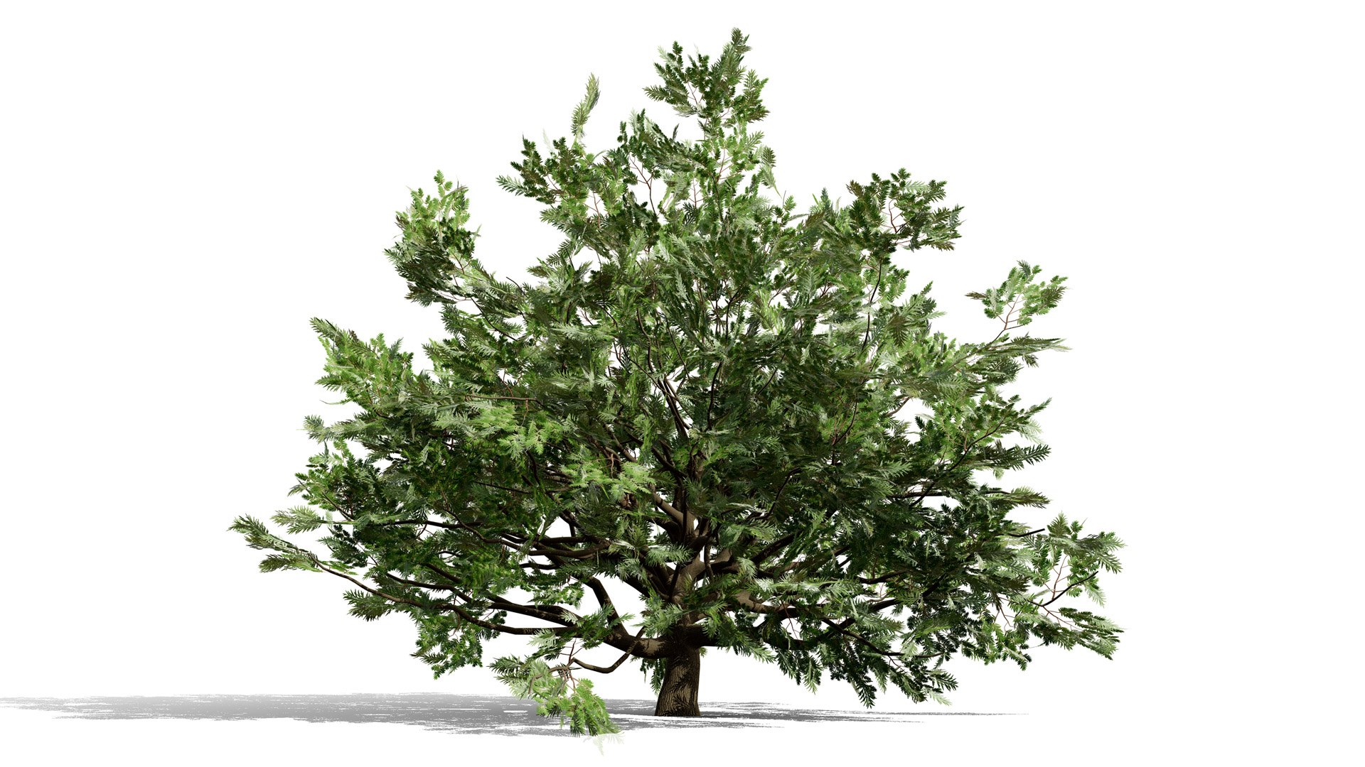 4 North American Oak Trees 3D model https://p.turbosquid.com/ts-thumb/82/OKLvCT/9f/liveoakquercusvirginianal/jpg/1784736907/1920x1080/fit_q87/05a2460de954ca65681ca46fd936268a064043ed/liveoakquercusvirginianal.jpg
