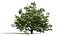 4 querce nordamericane