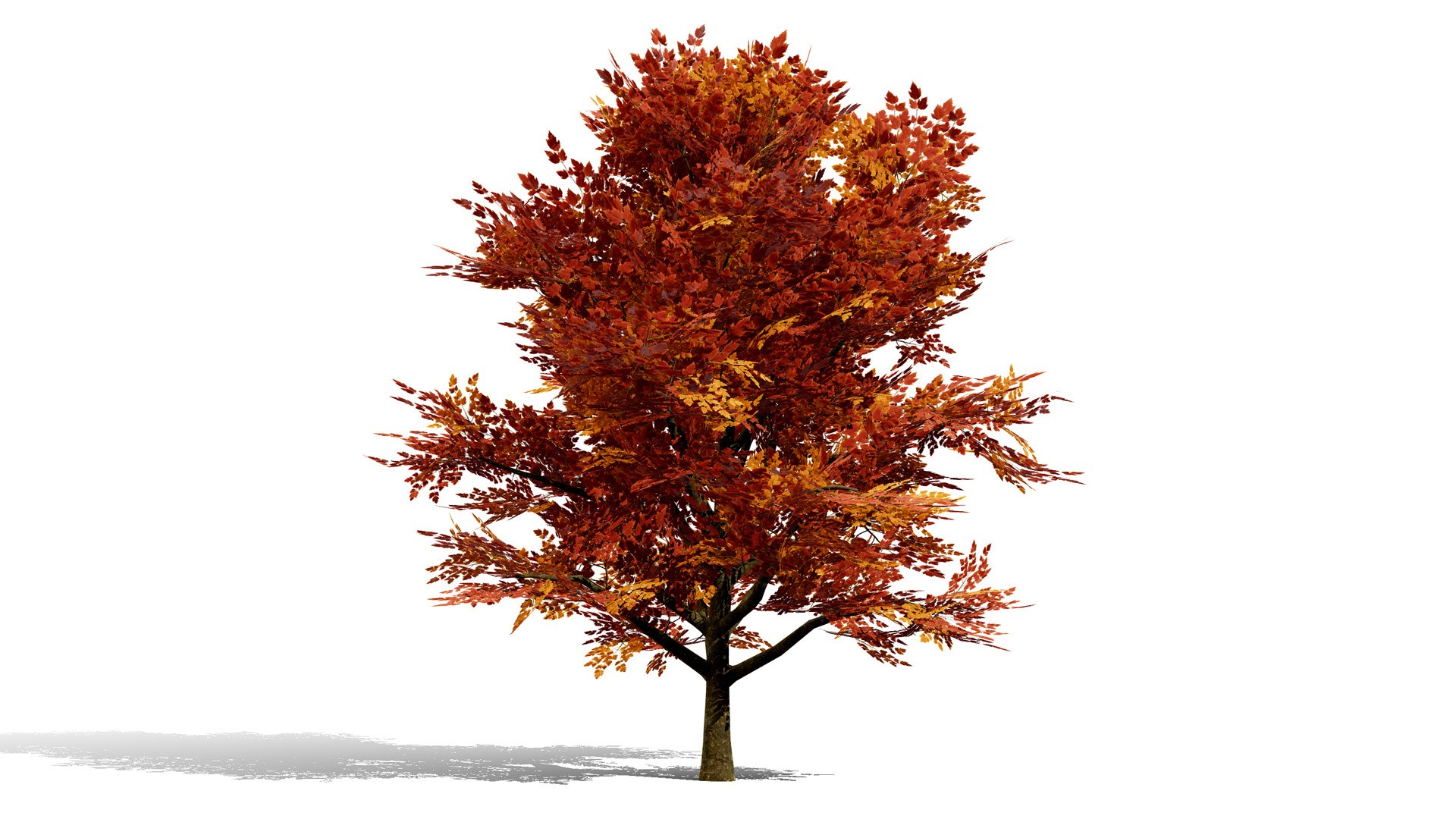 4 North American Oak Trees 3D model https://p.turbosquid.com/ts-thumb/82/OKLvCT/Ay/redmapleacerrubruml/jpg/1784736909/1920x1080/fit_q87/aa98eca84a845054a3d9746c5845234ead27cf13/redmapleacerrubruml.jpg
