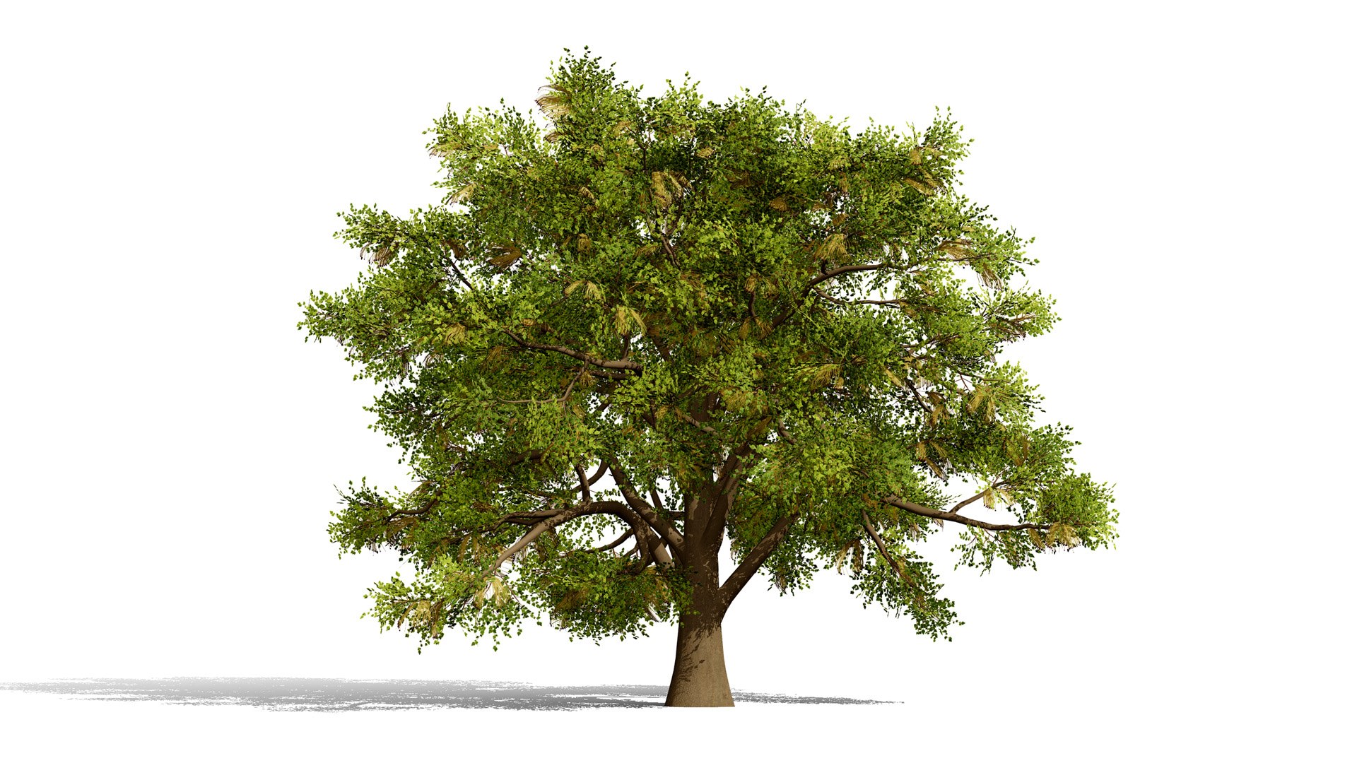 4 North American Oak Trees 3D model https://p.turbosquid.com/ts-thumb/82/OKLvCT/b8/boxelderacernegundol/jpg/1784736902/1920x1080/fit_q87/dbc4b99c2e925613399ae396ec5442f93b44729a/boxelderacernegundol.jpg