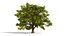 4 querce nordamericane