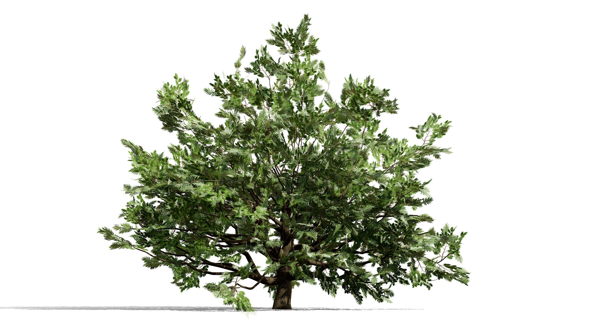 4 North American Oak Trees 3D model https://p.turbosquid.com/ts-thumb/82/OKLvCT/dy/liveoakquercusvirginiana02l/jpg/1784736906/1920x1080/fit_q87/ba77338e9032e7a257dab2537891e50101d05914/liveoakquercusvirginiana02l.jpg