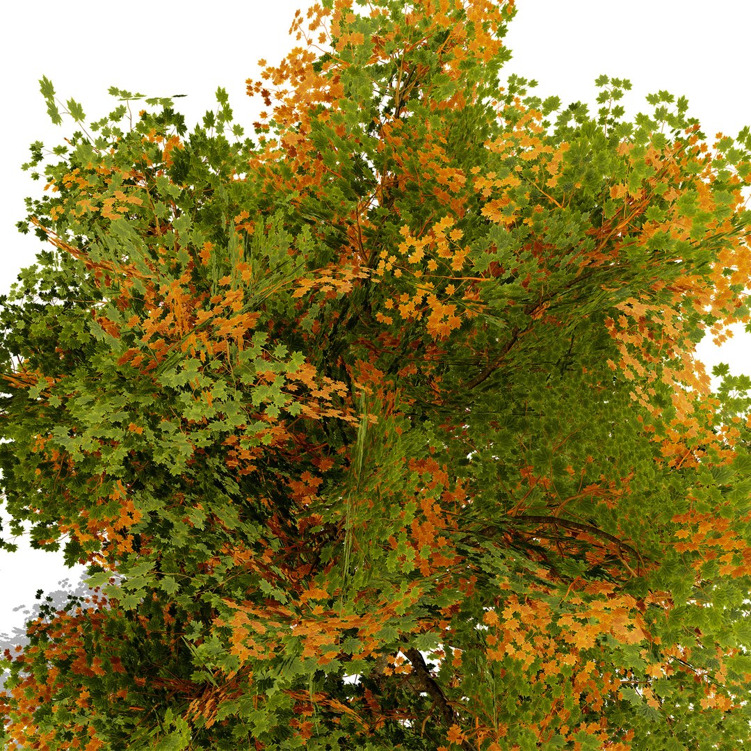 4 North American Oak Trees 3D model https://p.turbosquid.com/ts-thumb/82/OKLvCT/fT/sugarmapleacersaccharumz23/jpg/1784736913/1920x1080/fit_q87/d88c8ec2463201be1d689a0f8b2552ee0e88cd3e/sugarmapleacersaccharumz23.jpg
