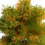 4 querce nordamericane
