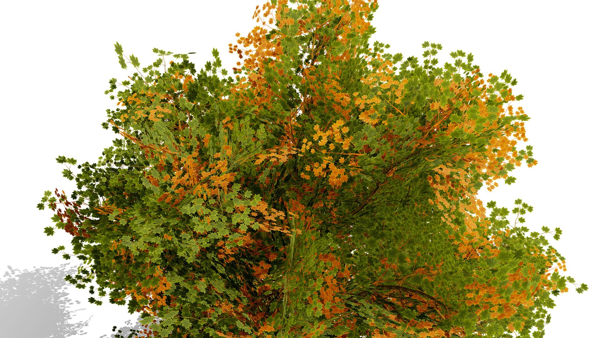 4 North American Oak Trees 3D model https://p.turbosquid.com/ts-thumb/82/OKLvCT/ym/sugarmapleacersaccharumz23l/jpg/1784736911/1920x1080/fit_q87/c19f545cf3322c6746b40c78bc7700f3b1f0d882/sugarmapleacersaccharumz23l.jpg