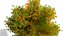4 querce nordamericane