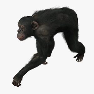 Chimp (ANIMATED) (FUR)
