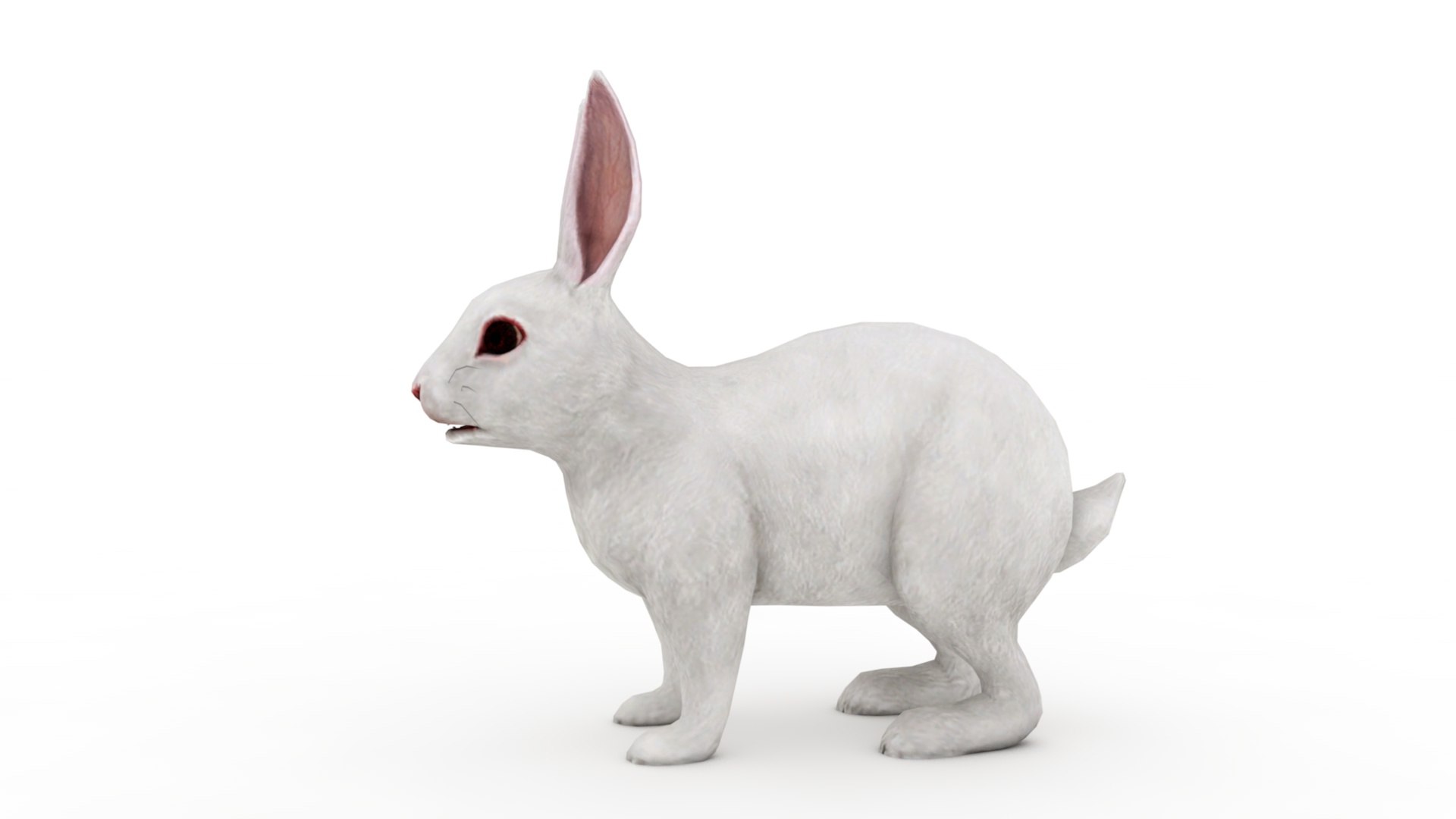 Rabbit 3D Model - TurboSquid 1849294