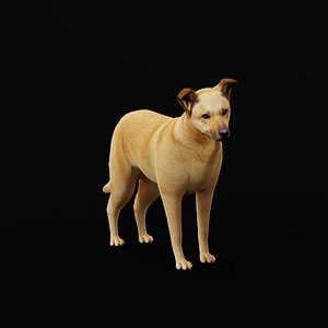 Chinook Dog