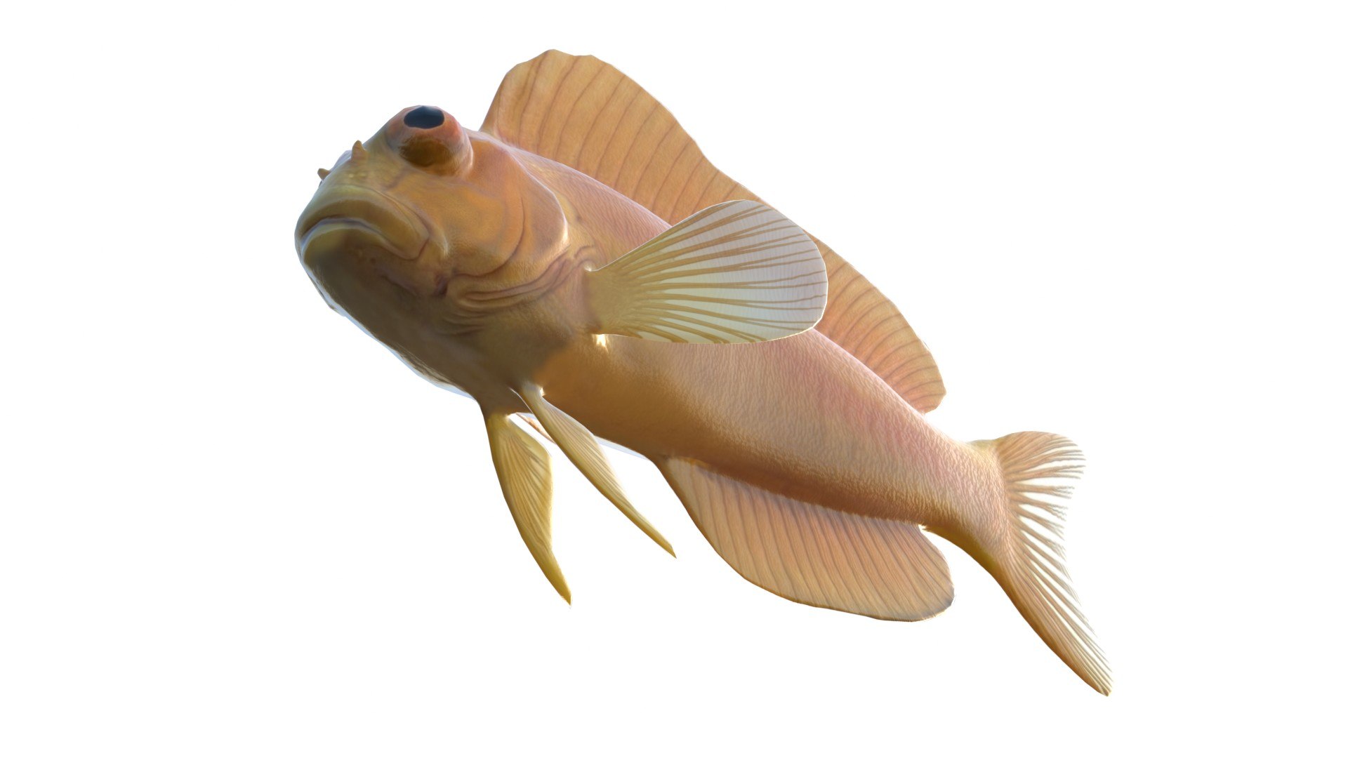 Midas Blenny 3D model https://p.turbosquid.com/ts-thumb/82/Zlzmpb/2r/5/jpg/1775197402/1920x1080/fit_q87/3e0e7e484c8e94ba618d7dc485254ce449a419d6/5.jpg