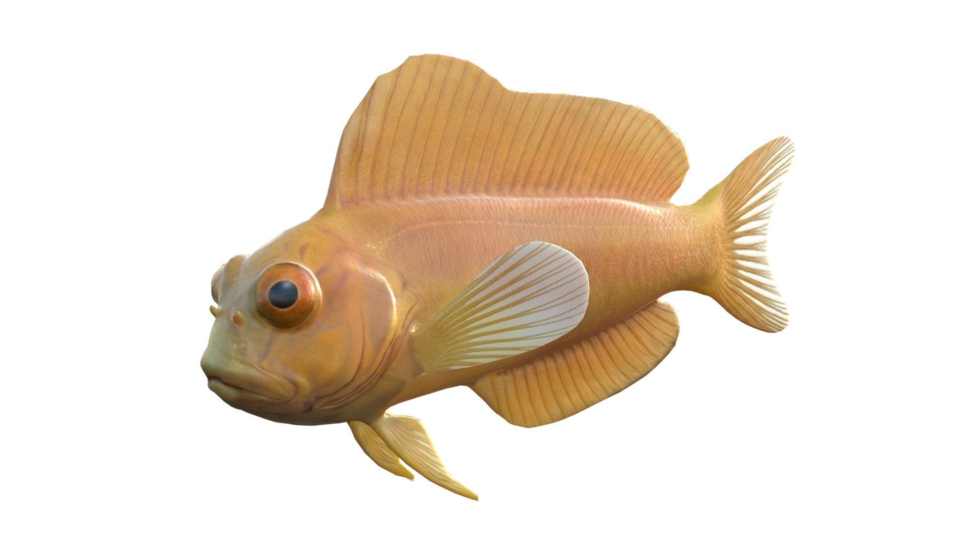 Midas Blenny 3D model https://p.turbosquid.com/ts-thumb/82/Zlzmpb/3x/4/jpg/1775197401/1920x1080/fit_q87/d4b23398773df02ee3c8804263f3866ba036dc1f/4.jpg