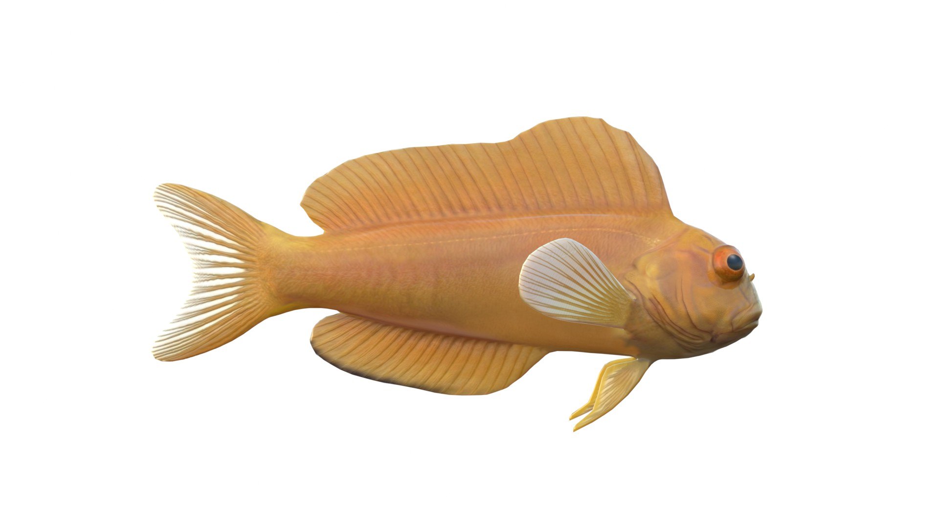 Midas Blenny 3D model https://p.turbosquid.com/ts-thumb/82/Zlzmpb/RR/2/jpg/1775197399/1920x1080/fit_q87/e2f251db29802a1c4abc7f766fa9c8811b4e9ab1/2.jpg