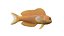 Midas Blenny