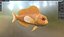 Midas Blenny