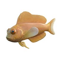 Midas Blenny