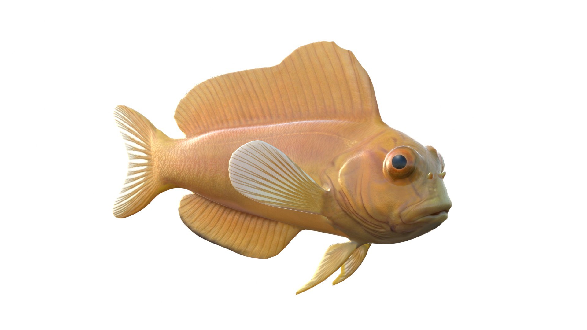 Midas Blenny 3D model https://p.turbosquid.com/ts-thumb/82/Zlzmpb/ng/1/jpg/1775197399/1920x1080/fit_q87/648c88be73bf366dcdda40899e8d1c265a0ded9c/1.jpg