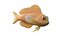 Midas Blenny