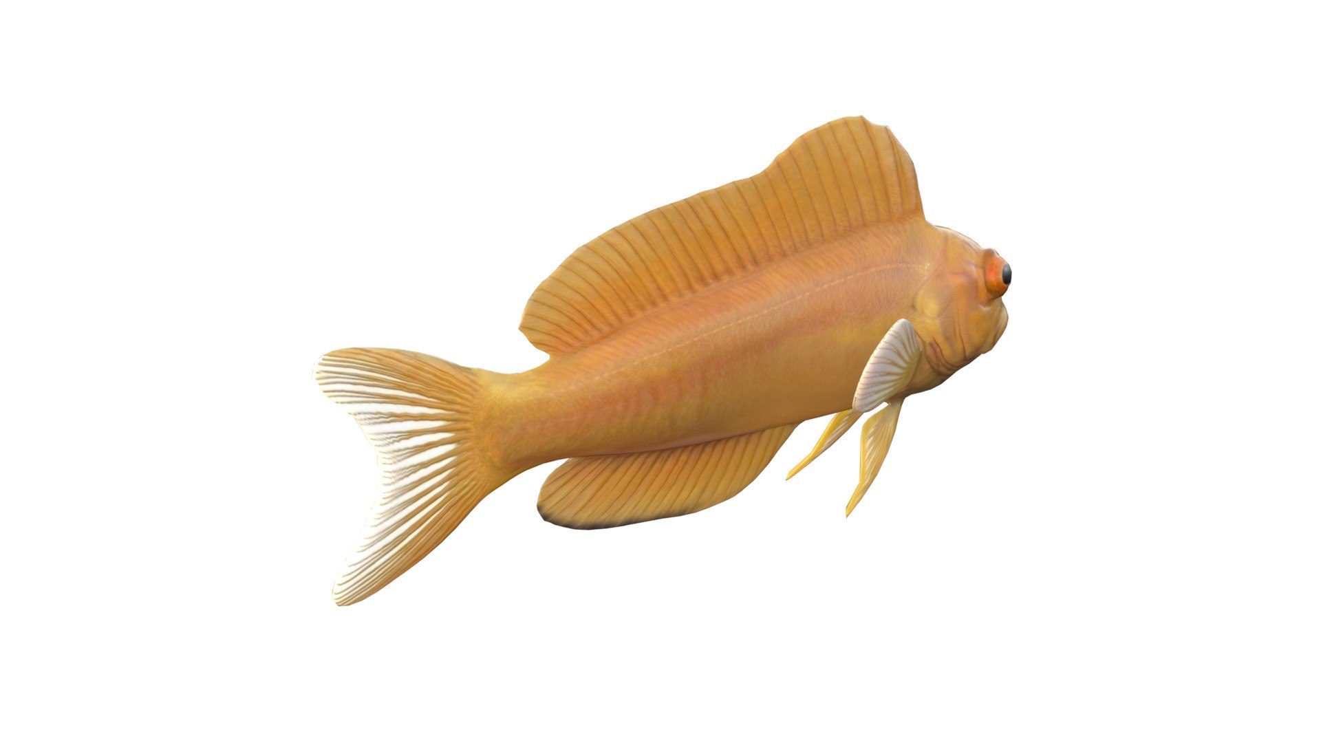 Midas Blenny 3D model https://p.turbosquid.com/ts-thumb/82/Zlzmpb/sI/3/jpg/1775197401/1920x1080/fit_q87/7a2b349a18ae3837830bedf60c52629492399d55/3.jpg