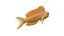 Midas Blenny