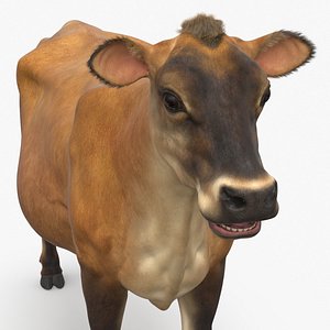 3D Cattle Cow Fur