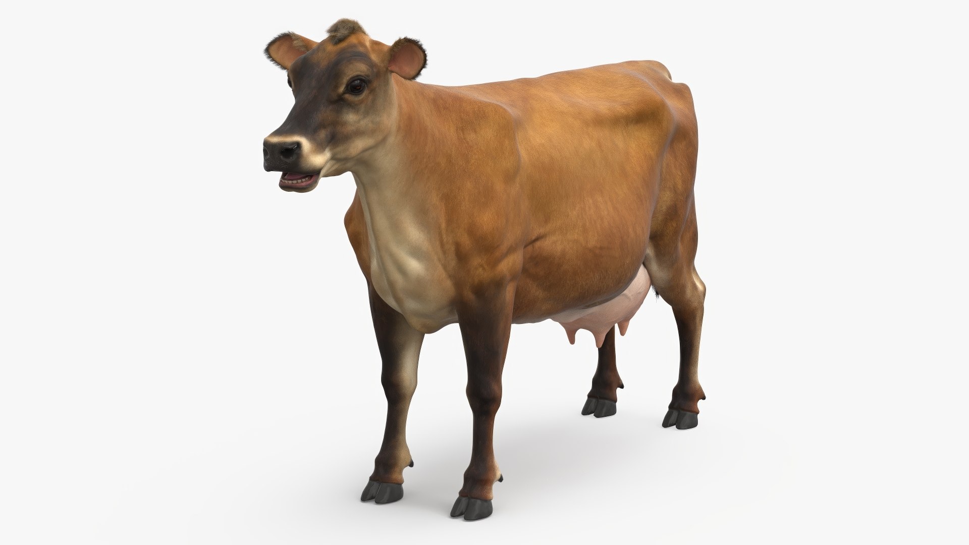 Cattle Cow Fur 3D model preview