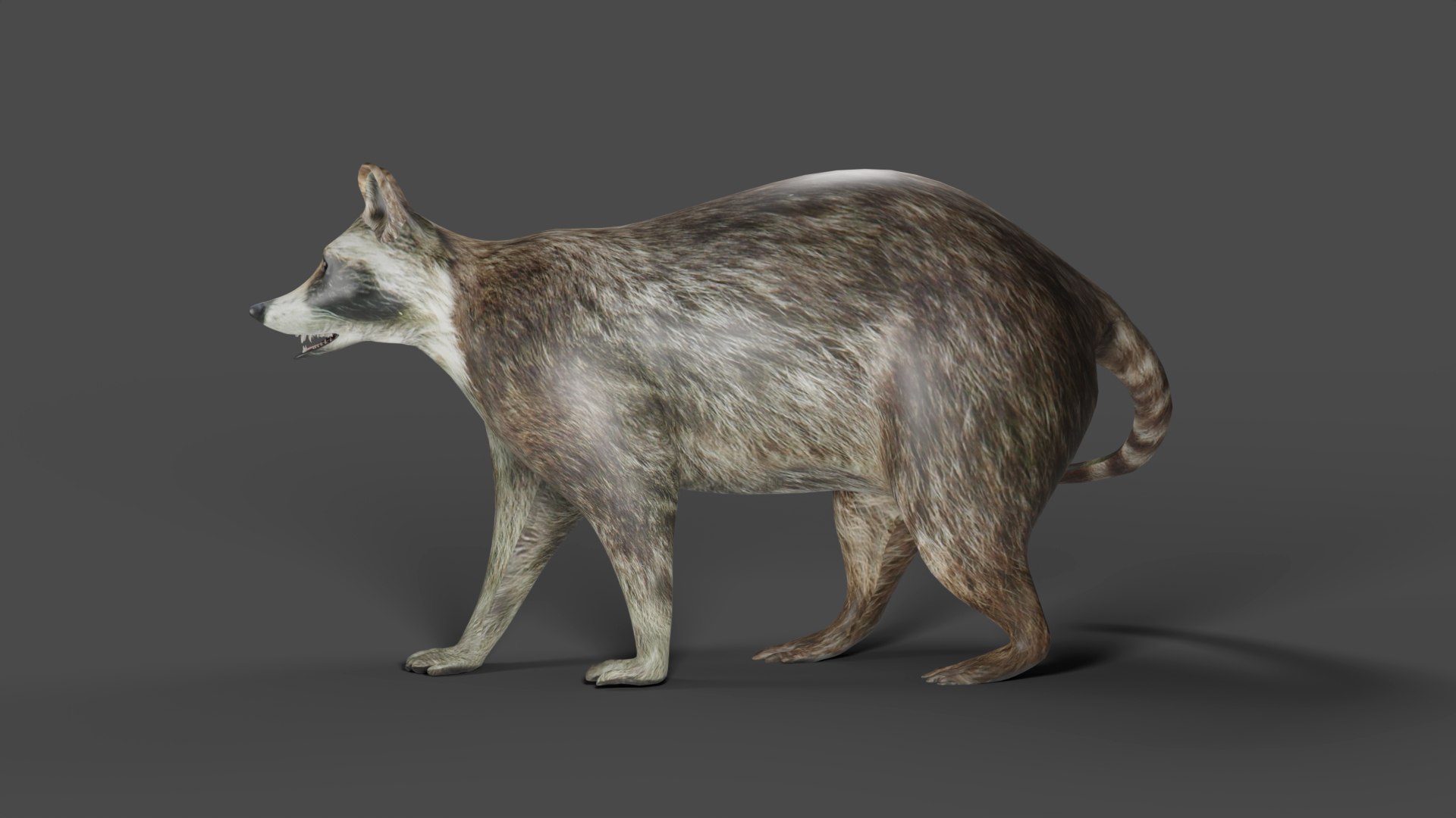 3D Model Raccoon NO Rigged In Blender - TurboSquid 2009529