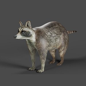 3D model Raccoon NO Rigged in Blender