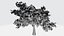Albero verde