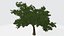 Albero verde