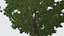 Albero verde