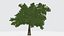 Albero verde
