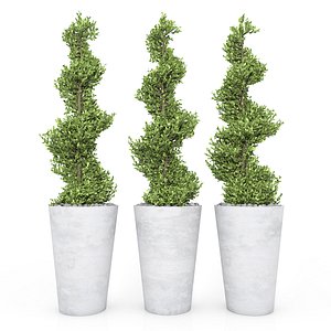Boxwood - Set-6