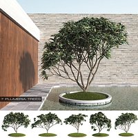 7 Plumeria-Frangipani Trees (+GrowFX)