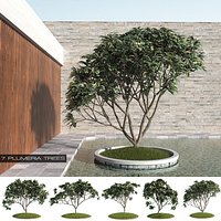 7 Plumeria-Frangipani Trees (+GrowFX)