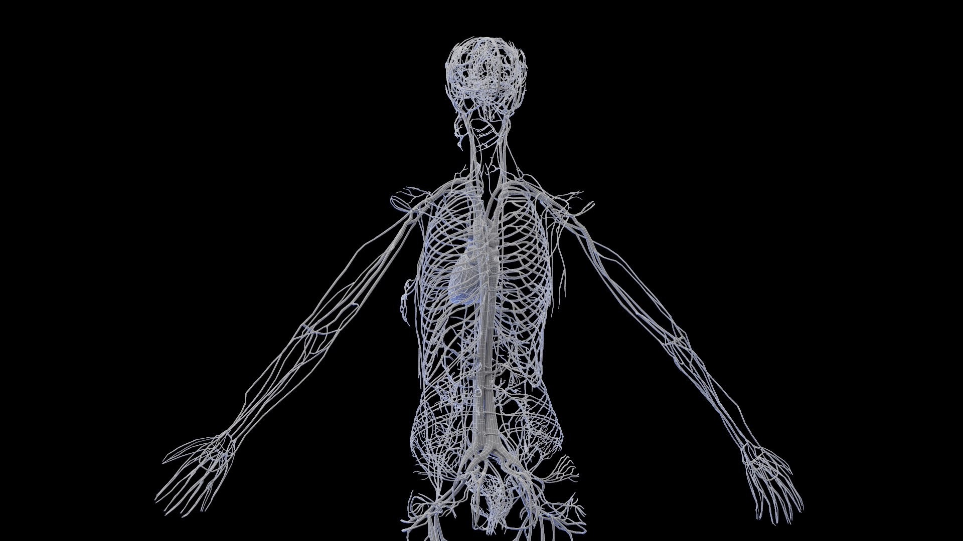 Female Vascular System 3D model - TurboSquid 2010312