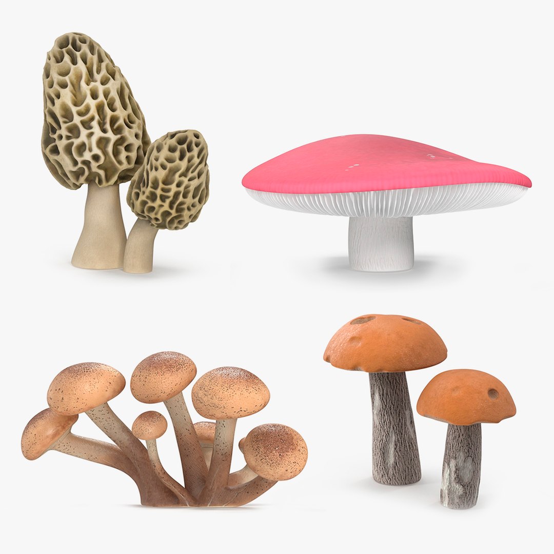 Edible Mushrooms Collection 4 3D model preview