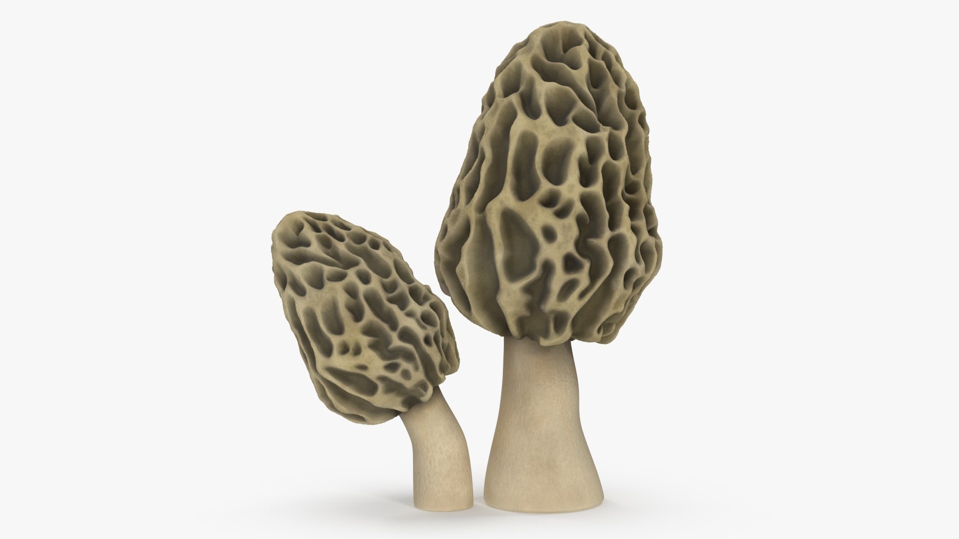 Edible Mushrooms Collection 4 3D model https://p.turbosquid.com/ts-thumb/83/HoXblG/PS/ediblemushroomscollection4c4dmodel013/jpg/1719010953/1920x1080/fit_q87/5533e4ad56792b66c545012f1145a5445929a65b/ediblemushroomscollection4c4dmodel013.jpg