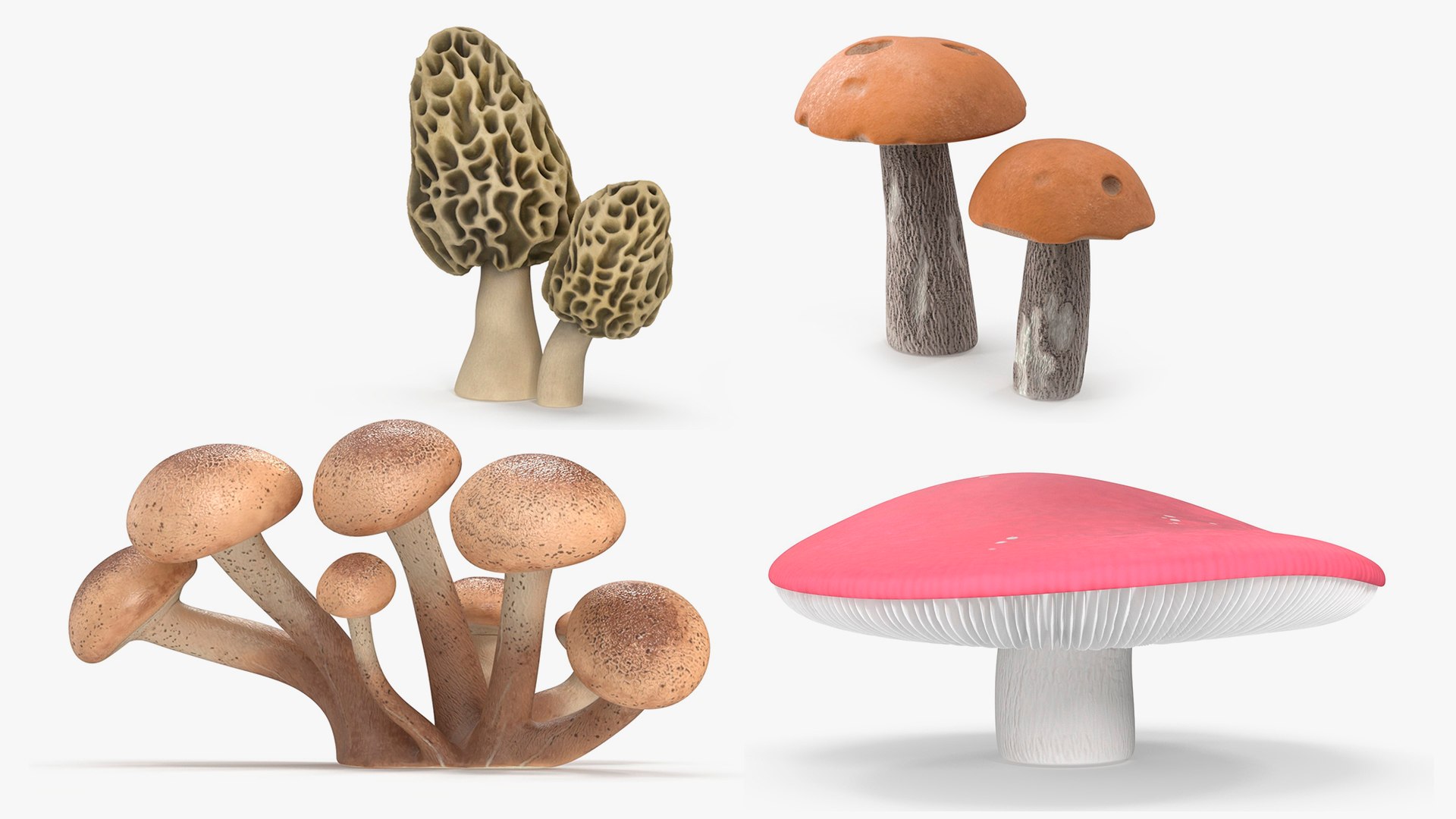Edible Mushrooms Collection 4 3D model https://p.turbosquid.com/ts-thumb/83/HoXblG/SB/ediblemushroomscollection4c4dmodel001/jpg/1719010098/1920x1080/fit_q87/d7a8479b155101d6dce63b48084822be1da8be1d/ediblemushroomscollection4c4dmodel001.jpg