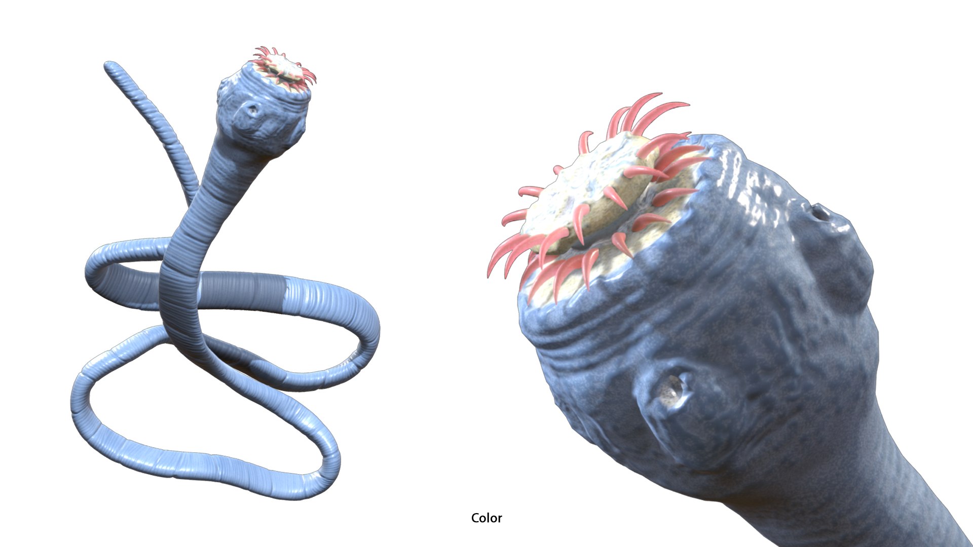 Taenia Saginata Tapeworm 3D - TurboSquid 2497713