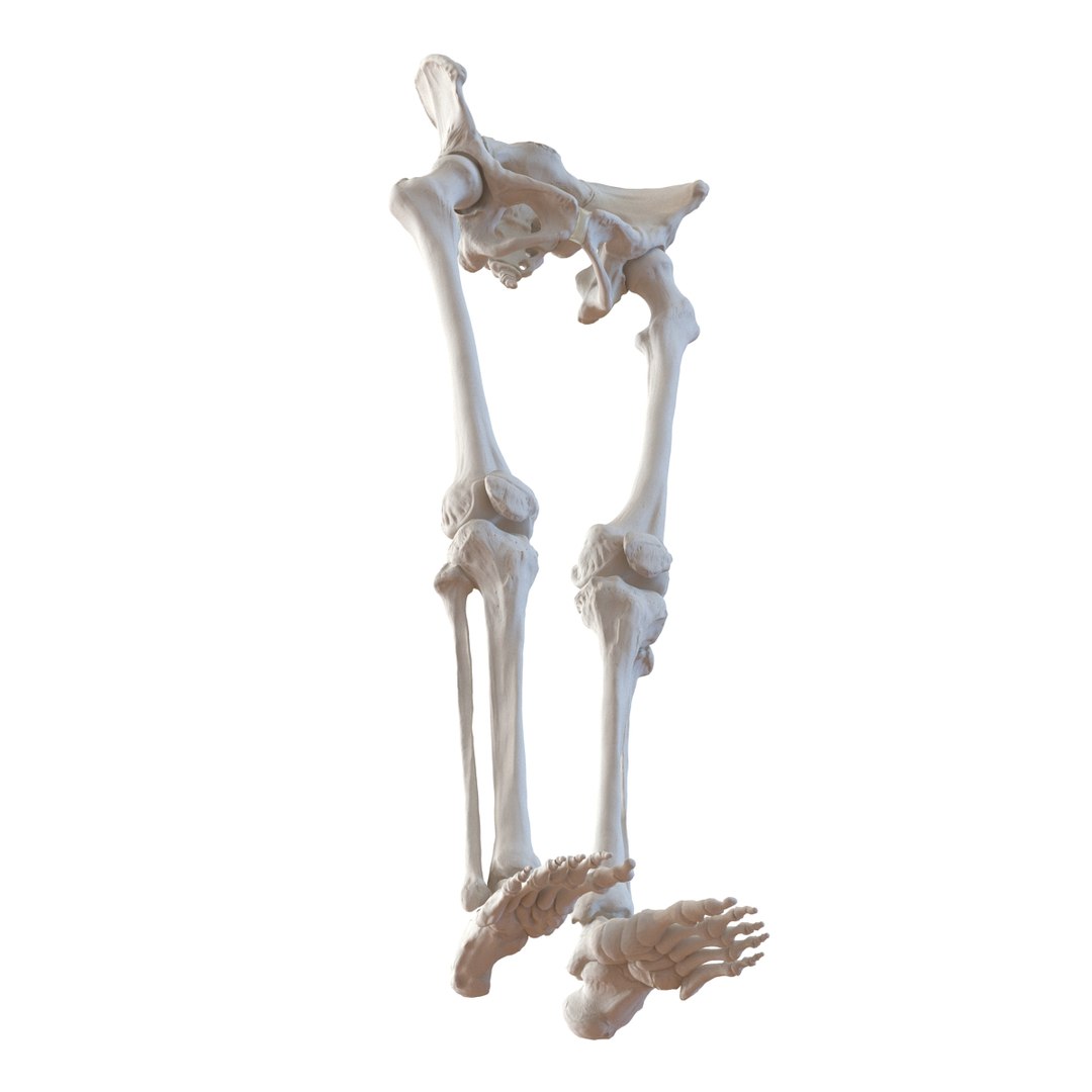 female lower body skeleton obj