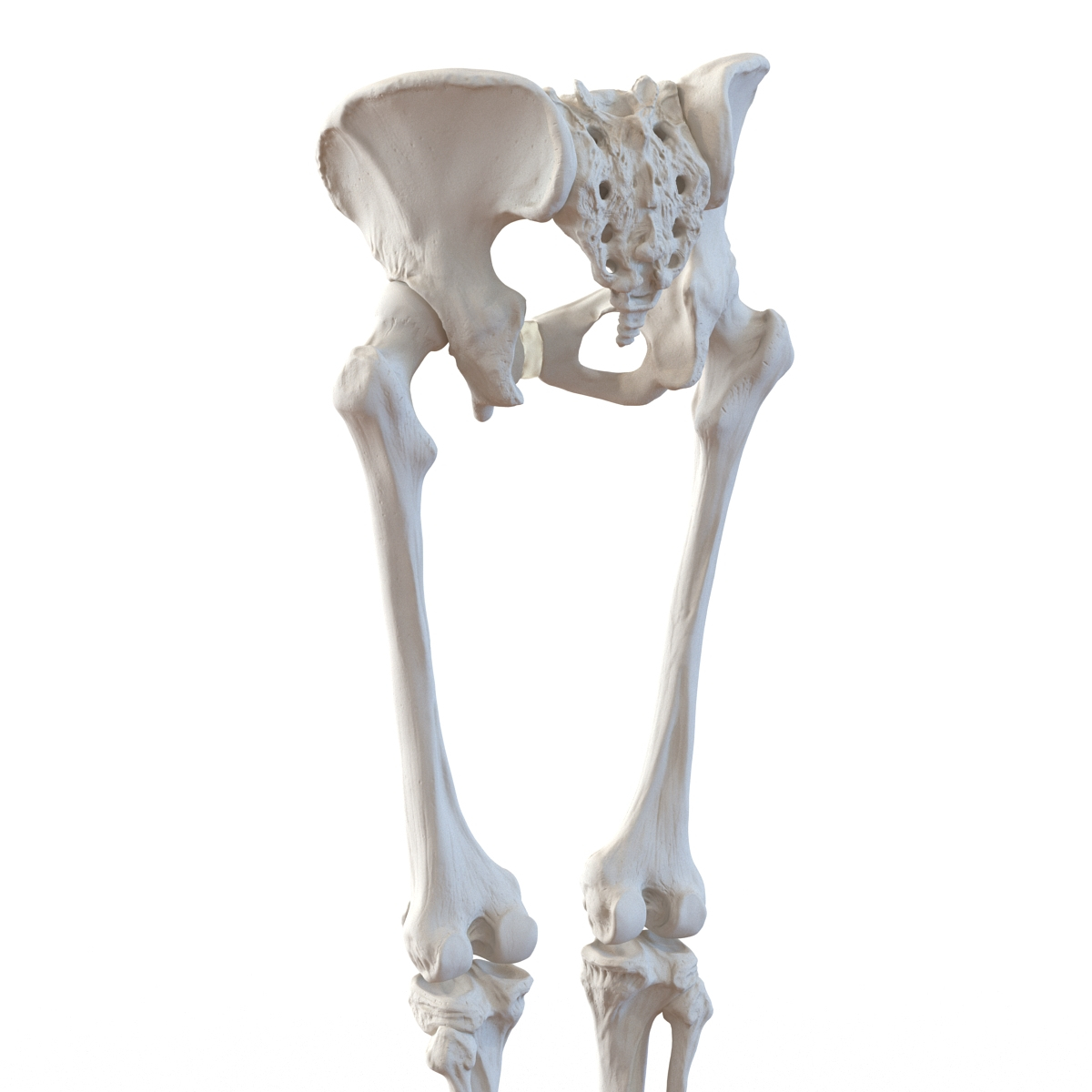 female lower body skeleton obj