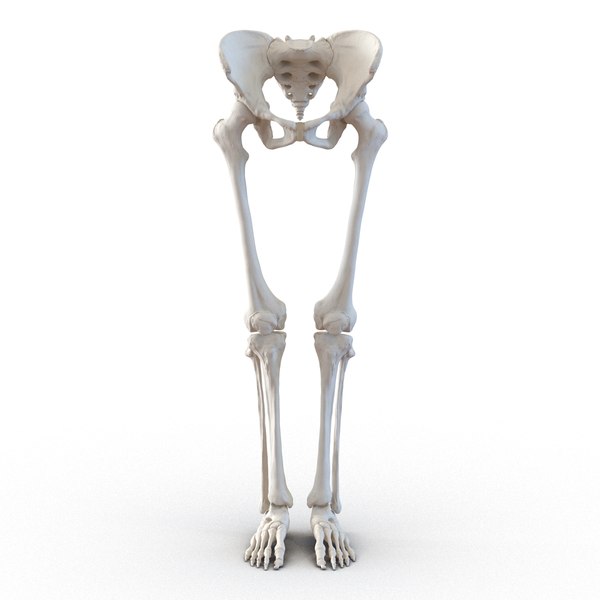 female lower body skeleton obj