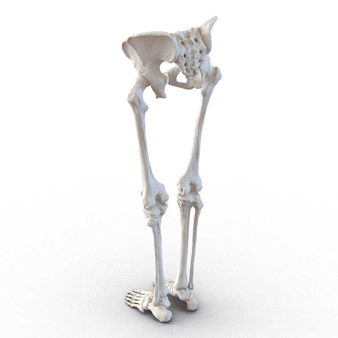 female lower body skeleton obj