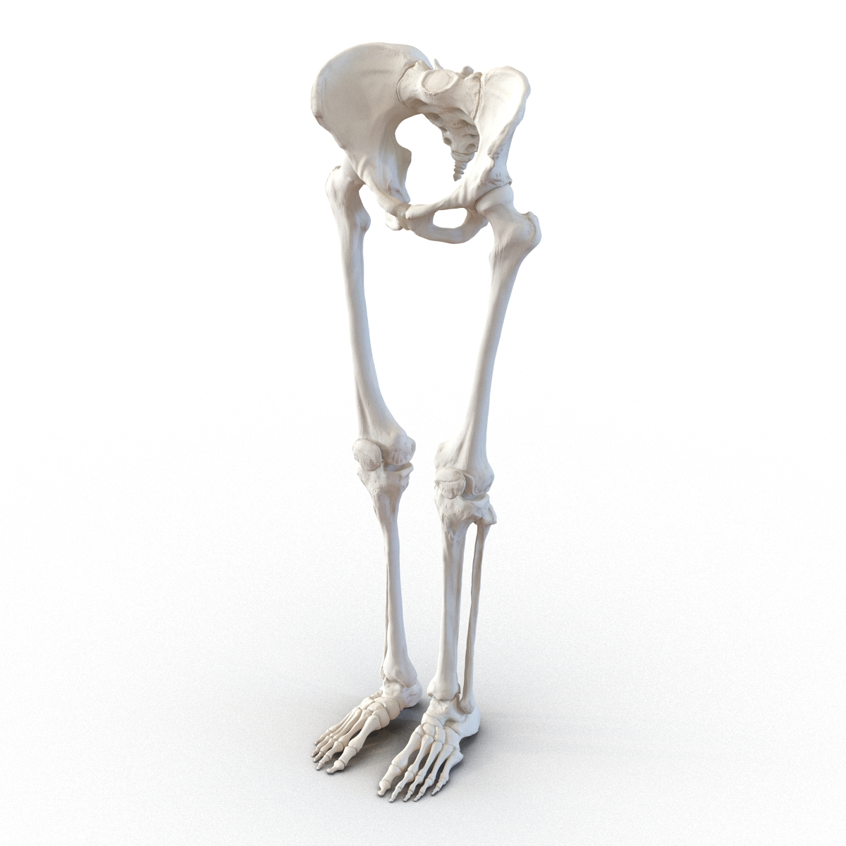 female lower body skeleton obj