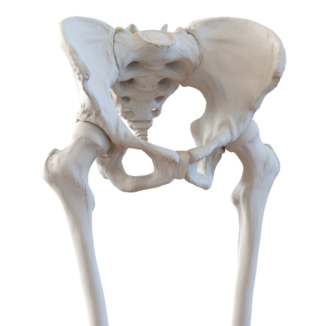 female lower body skeleton obj