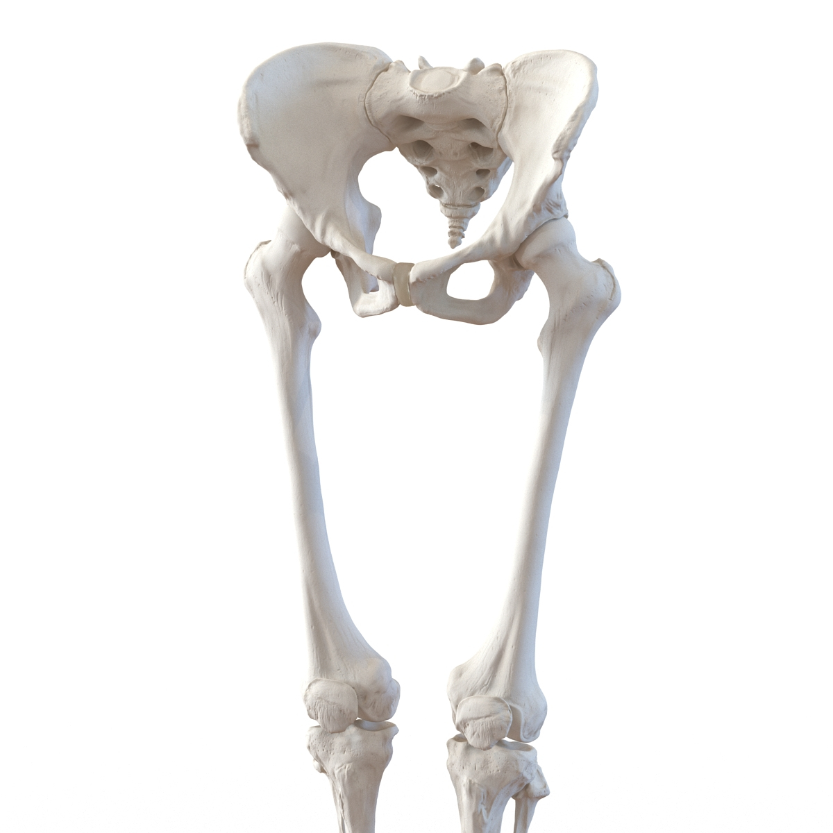 female lower body skeleton obj