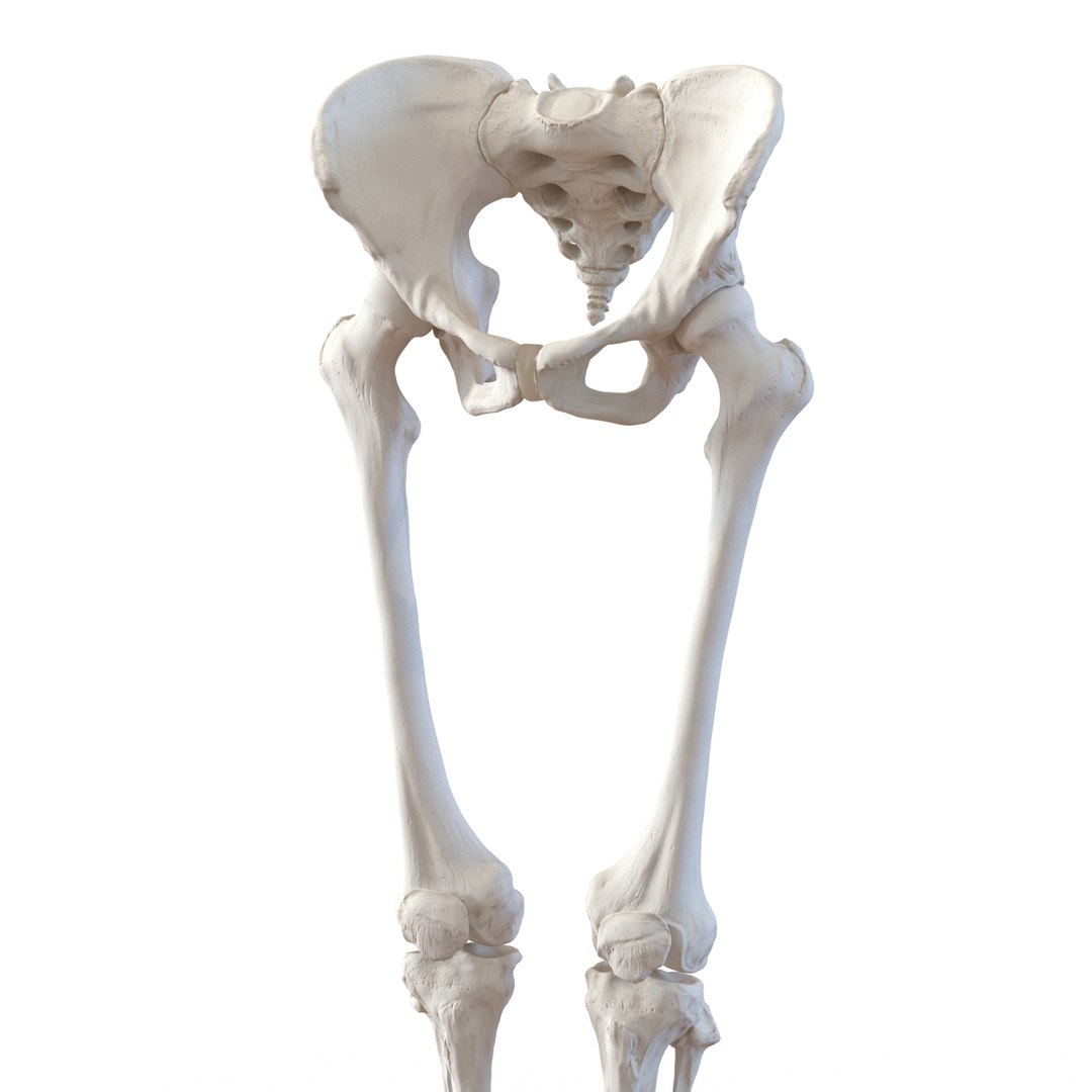 Female Lower Body Skeleton Obj