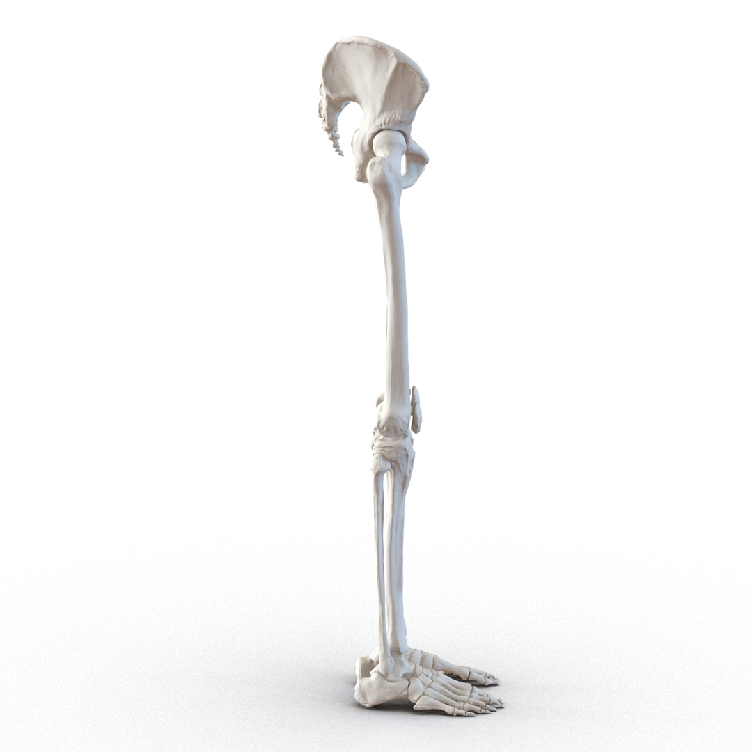 female lower body skeleton obj