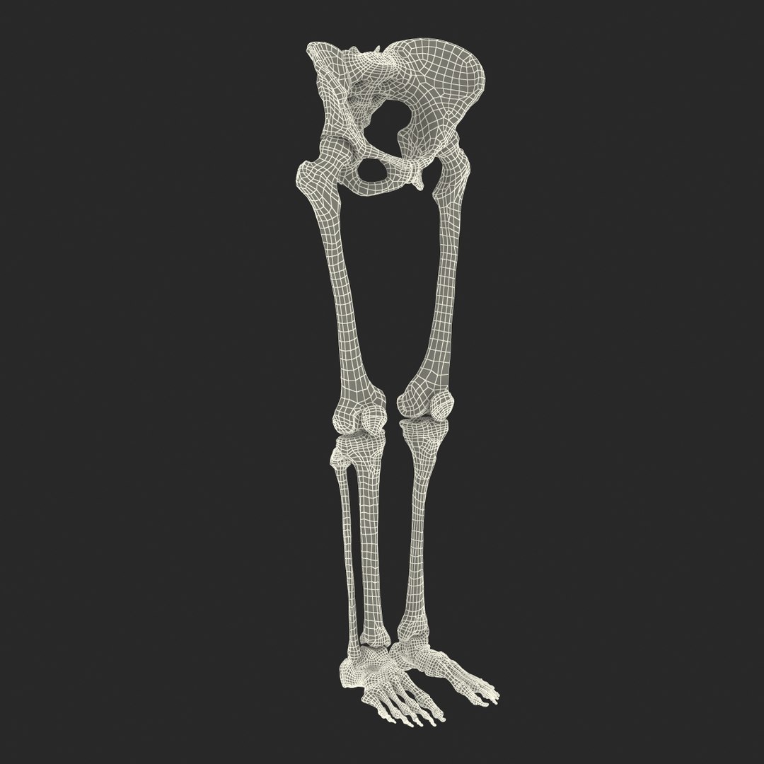 female lower body skeleton obj